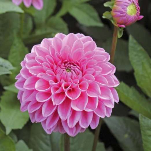 Ball-Dahlie<br>Sandra