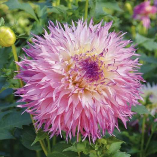 Dahlie<br>Pineland´s Princess