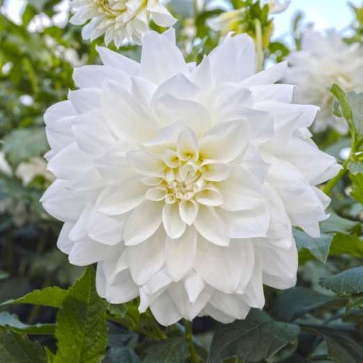 Dahlie<br>White Perfection