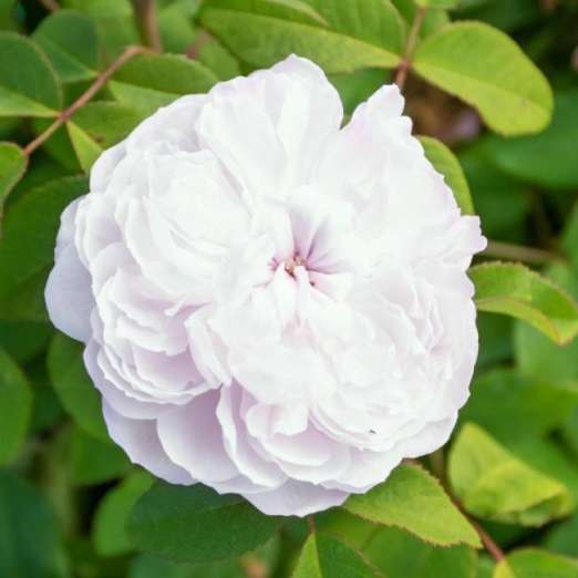 Damaszenerrose<br>Weiße Jacques Cartier