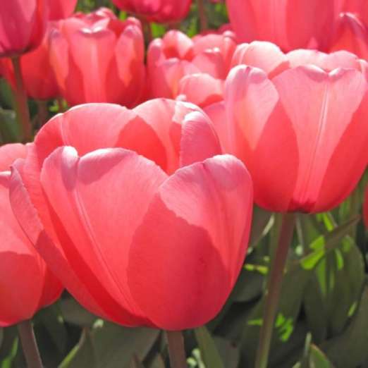 Darwin-Hybrid-Tulpe<br>Pink Impression