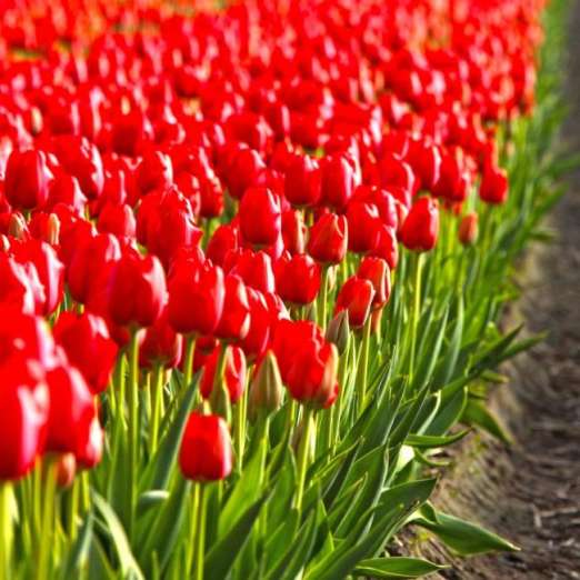 Darwin-Hybrid-Tulpe<br>Red Impression