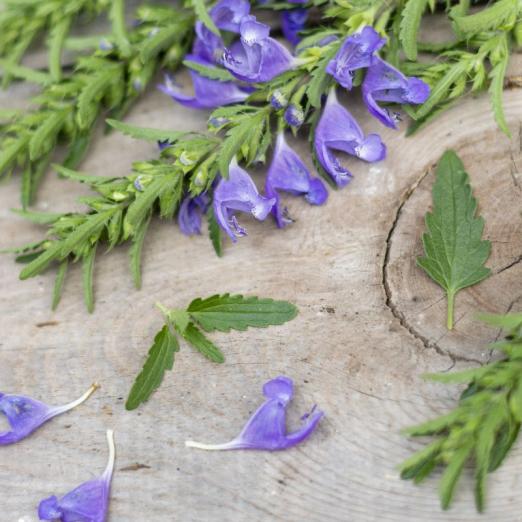 Drachenkopf<br>türkische Melisse