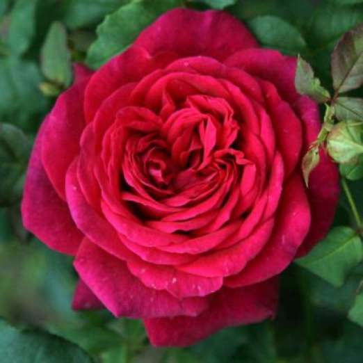 Edelrose<br>Johann Wolfgang v. Goethe