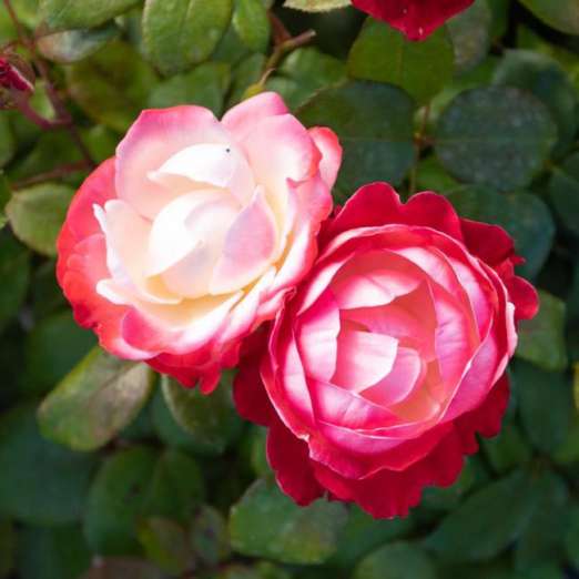 Edelrose<br>Nostalgie