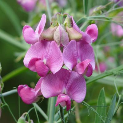 Edelwicke
