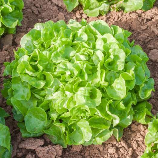 Eichblattsalat<br>Piro