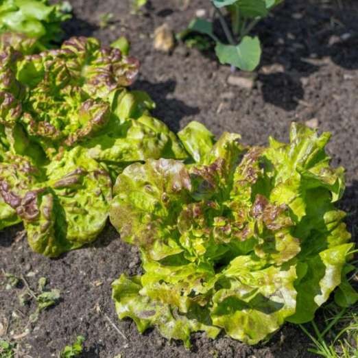 Eissalat<br>Grüner aus Maria Lankowitz