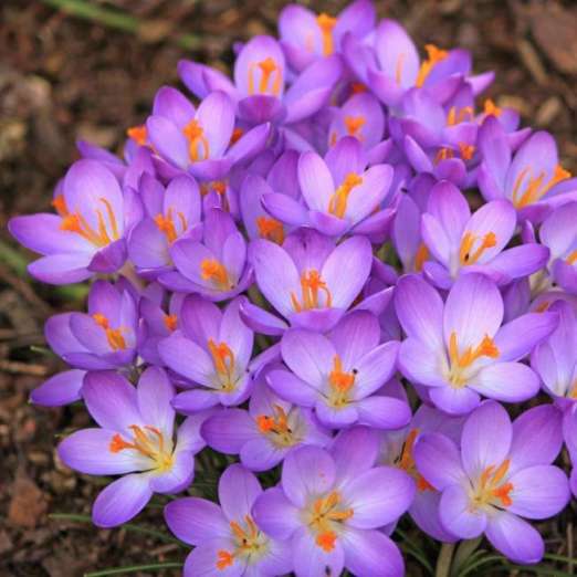 Elfenkrokus<br>Barr's Purple