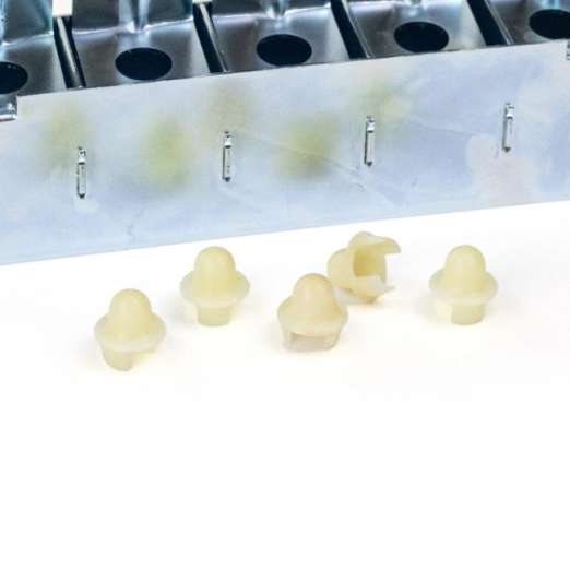 Samenzapfen<br>5er Set