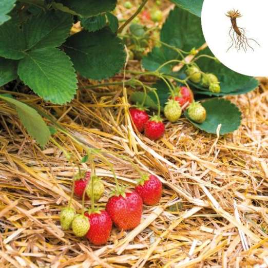 Erdbeerpflanze<br>Ostara, wurzelnackt