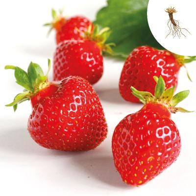 Erdbeerpflanze<br>Polka, wurzelnackt