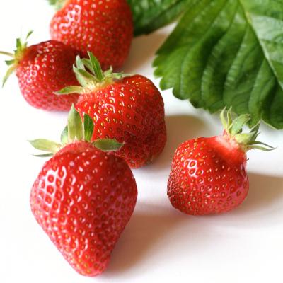 Erdbeerpflanze<br>Honeoye, wurzelnackt