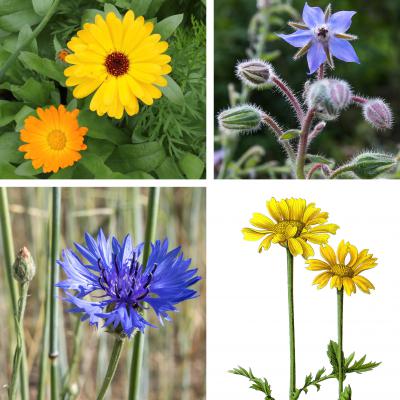essbare Blüten: Ringelblume, Borretsch, Kornblume und gelbe Wucherblume