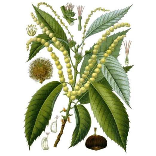 Veredelte Esskastanie<br>Maraval