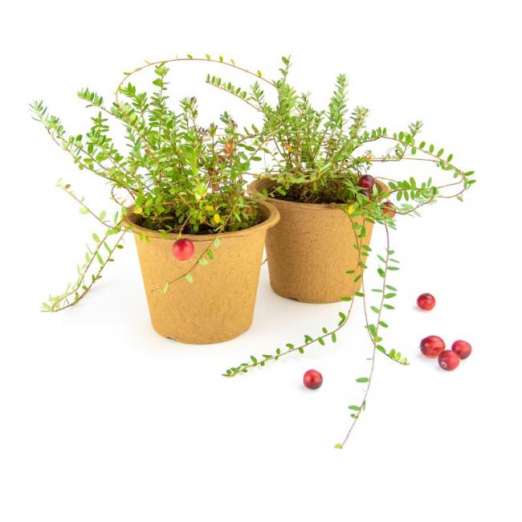 Fertilpot-Anzuchttopf rund NT<br>14 cm, 8 Stück