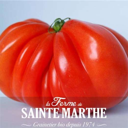 Fleischtomate<br>Beefsteak