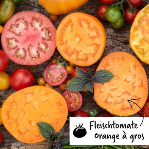 Fleischtomate<br>Orange à gros fruits