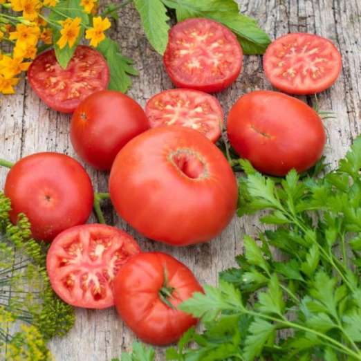 Fleischtomate<br>Vivagrande