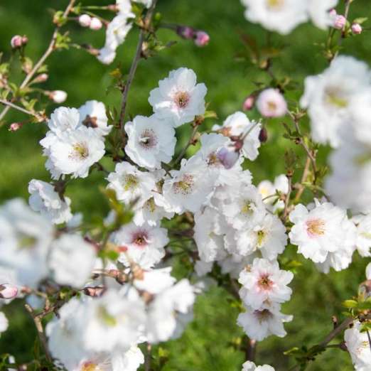 Frühlingskirsche<br>'Hally Jolivette'<br>(Prunus subhirtella)