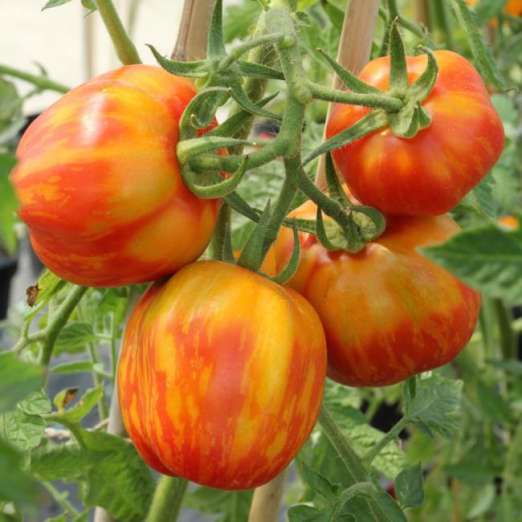 Fülltomate<br>Striped Cavern