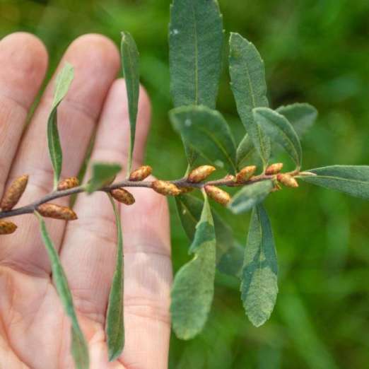 Bierstrauch (Gagelstrauch) Myrica gale