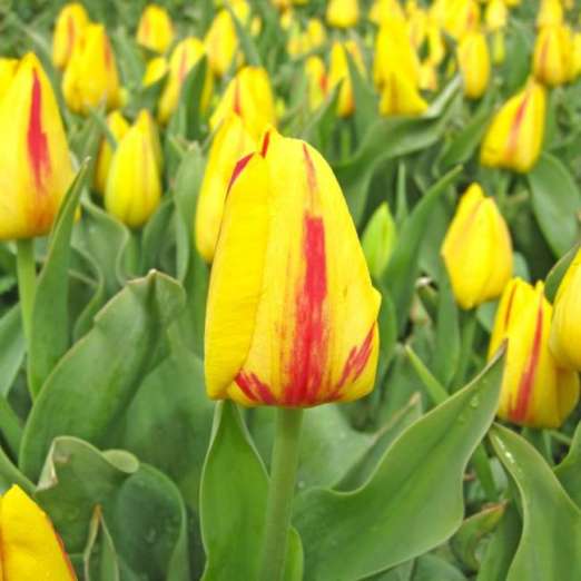 Triumph-Tulpe<br>Freedom Flame