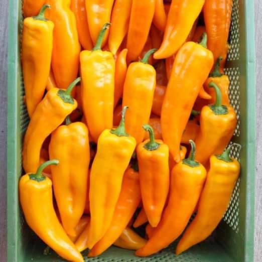 Paprika<br>Kasaya