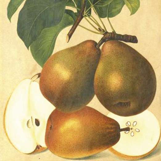 Birne <br> 'Gellerts Butterbirne'