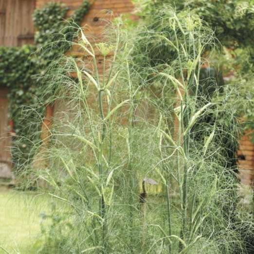 Gewürzfenchel