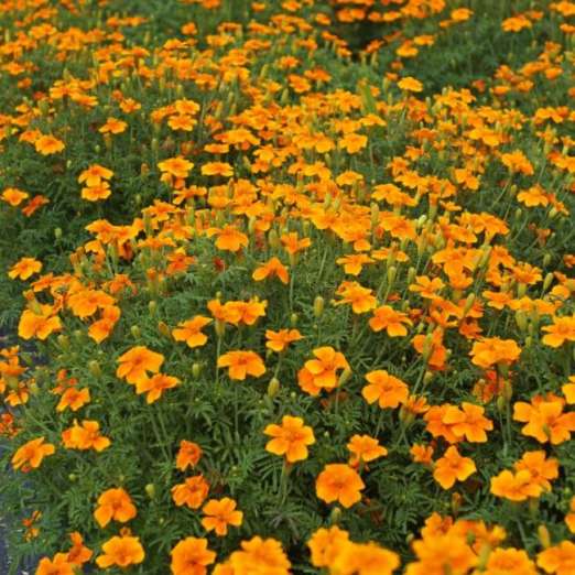 Gewürztagetes