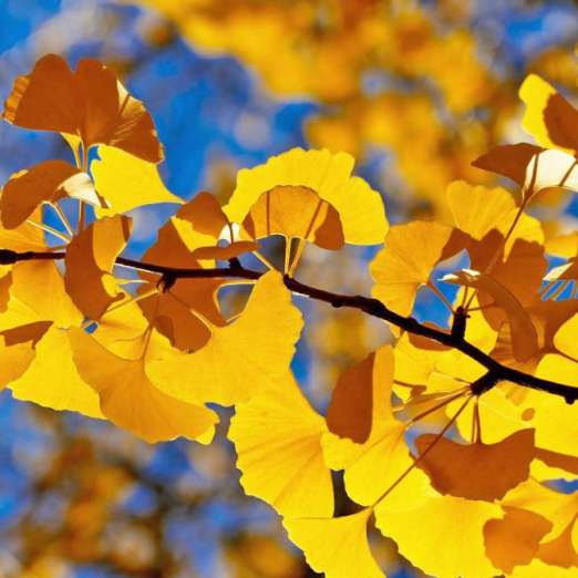 Ginkgo