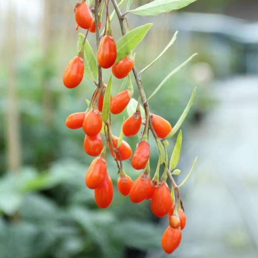 Goji-Beere L 22<br>großfruchtig