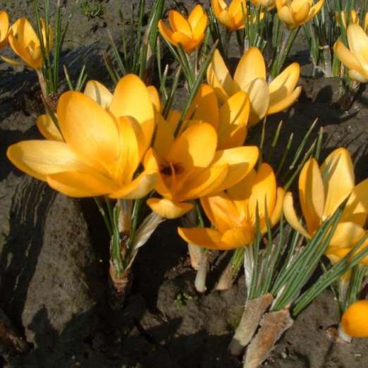 Großblütiger Krokus<br>Golden Yellow