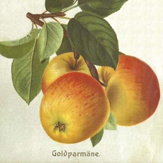 Goldparmäne