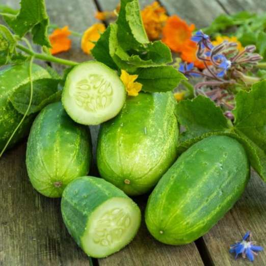 Salat-/ Einlegegurke<br>Dekan