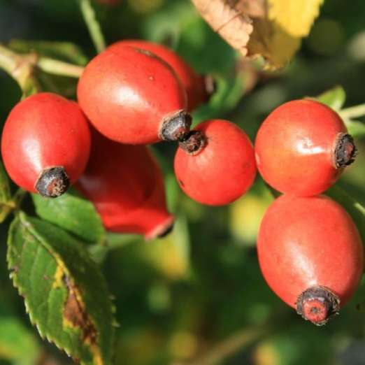 Heckenrose<br>Rosa corymbifera 'Laxa'