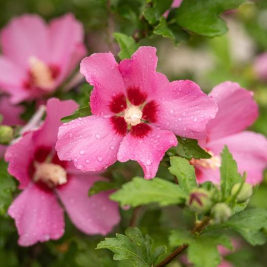 Gartenhibiskus Woodbridge