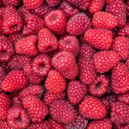 Himbeere Schönemann Plus