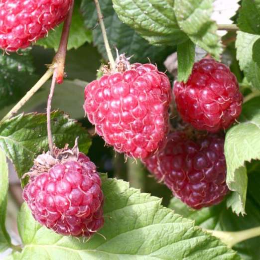 Himbeere<br>Herbsternte (Zefa III)
