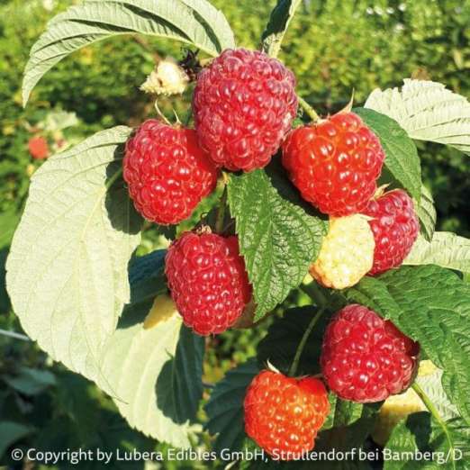 Himbeere<br>Autumn Fleshy