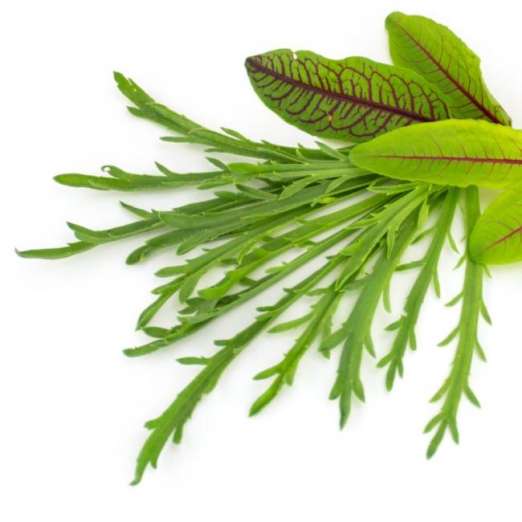 Hirschhornsalat<br>Pflanze
