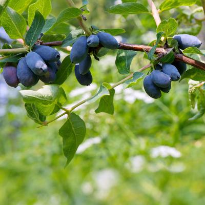 Sibirische  Blaubeere (Honigbeere)<br>Duet