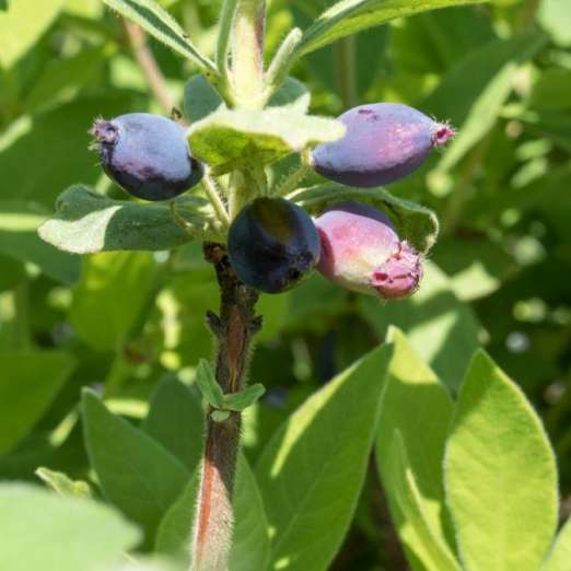 Sibirische Blaubeere (Honigbeere)<br>Altaj