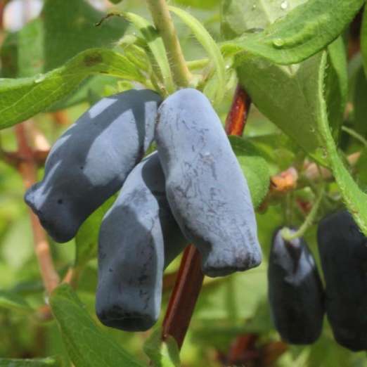 Sibirische Blaubeere (Honigbeere)<br>Morena
