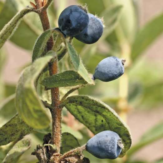 Sibirische Blaubeere (Honigbeere)