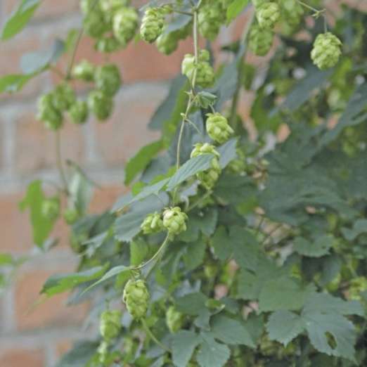 Echter Hopfen