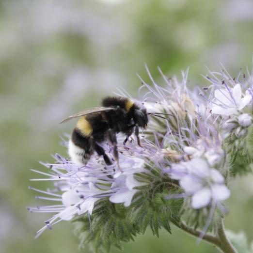Visselhöveder Hummelblüten