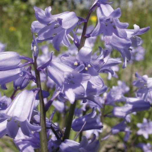 Europäische Waldhyazinthe<br>blau
