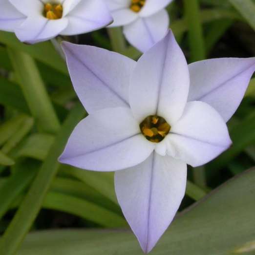 Frühlingsstern<br>Wisley Blue